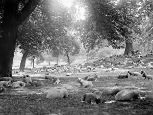 Resourceful: SHEEP IN HYDE PARK