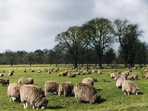 Resourceful: SHEEP IN HYDE PARK