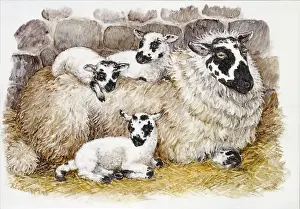 Whitaker: Sheep and three Lambs