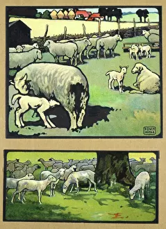 Lambs: Sheep and lambs