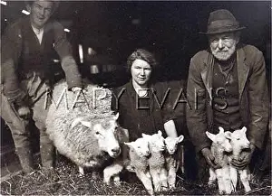 Lambing: SHEEP AND LAMBS