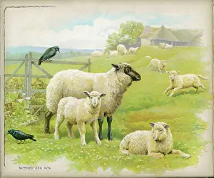 Crows: SHEEP & LAMBS C1880S