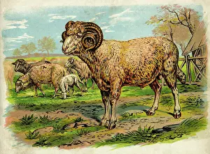 Lambs: Sheep and lambs in a field