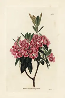 Angustifolia: Sheep laurel, Kalmia angustifolia