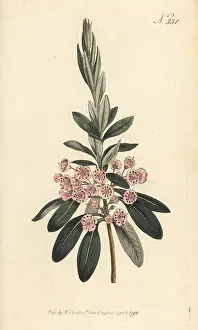 William Curtis: Sheep laurel, Kalmia angustifolia