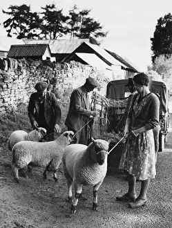 Clun: SHEEP ON LEADS