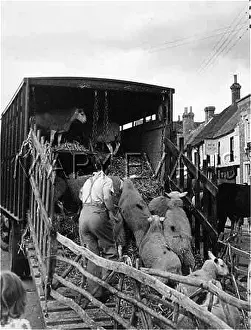 Whicker: SHEEP LOADED AT MARKET