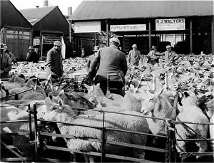Kidderminster: SHEEP MARKET
