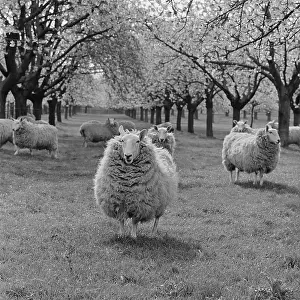 Orchards: Sheep In An Orchard