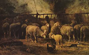 Jacque: Sheep in Pen