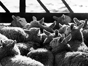 Penned: Sheep penned in on boat to Shetland