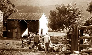 Penning: Sheep penning in Buttermere, lake District