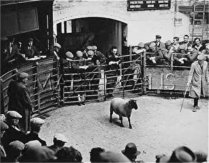 Morpeth: SHEEP SALE 1950S