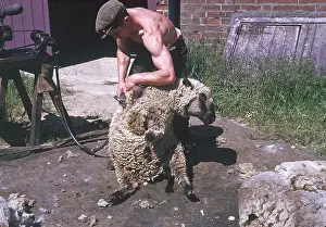 Biceps: SHEEP SHEARING