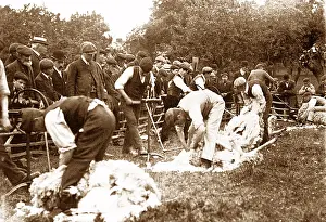 Shearing: Sheep shearing