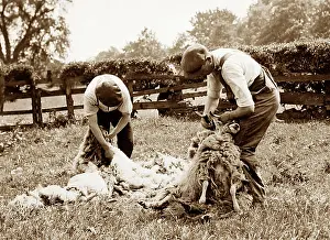 Shearing: Sheep shearing