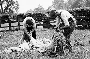 Shearing: Sheep shearing