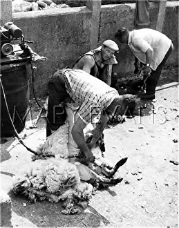 Wolds: SHEEP SHEARING
