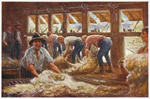 Shearers: Sheep Shearing in Australia