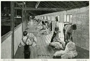 Shearing: Sheep Shearing - Australia