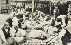 Woolen: Sheep Shearing in Bulgaria