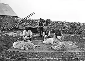 Shearing: Sheep Shearing for Donegal Homespun
