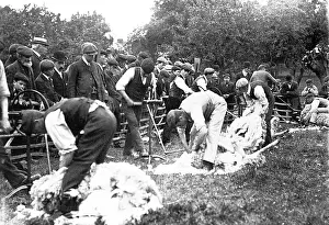 Shearing: Sheep shearing early 1900s
