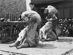 Sittingbourne: SHEEP SHEARING/KENT
