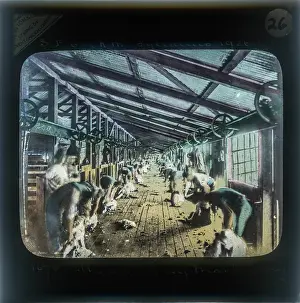 Alex Lambert Lantern Slide Collection: Sheep Shearing By Machinery