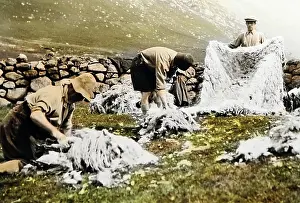 Shearing: Sheep shearing, Scottish Highlands, probably 1930s