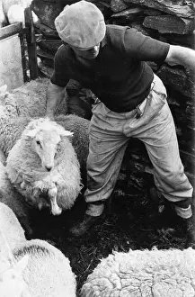 Shearing: Sheep shearing in Snowdonia, Wales