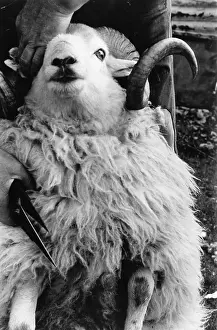Shearing: Sheep shearing in Snowdonia, Wales