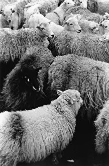 Snowdonia: Sheep shearing in Snowdonia, Wales