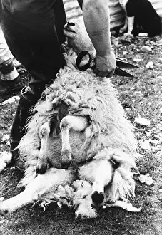 Shearing: Sheep shearing in Snowdonia, Wales