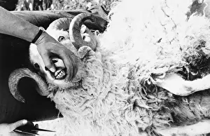 Snowdonia: Sheep shearing in Snowdonia, Wales