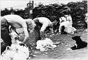 Shearing: Sheep shearing, Snowdonia, Wales
