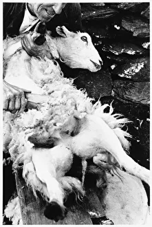 Shearing: Sheep shearing, Snowdonia, Wales