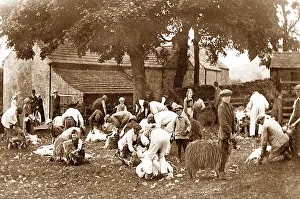 Shearing: Sheep shearing in Stanhope