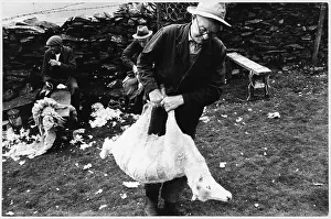 Shearing: Sheep shearing, Wales