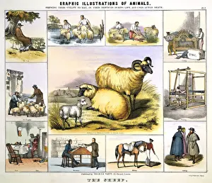 Shearing: Sheep: Shepherd and flock; Dipping; Shearing;