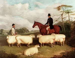 Tending: Sheep, Shepherd and Rider