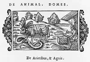 Sawing: Sheep, Snake - Man 1555