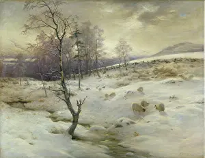 Farquharson: Sheep on a snow covered hillside