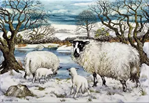 Whitaker: Sheep in snow by a pond
