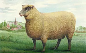 Southdown: Sheep - Southdown Wether