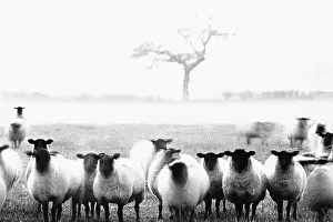 Slow: Sheep in Staffordshire
