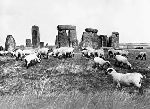 Stonehenge: Sheep at Stonehenge in England, 1933