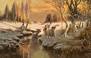 Huddle: Sheep at Sunset
