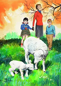 Sheep