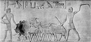 Foremost: Sheep treading in seed: man on left is leading